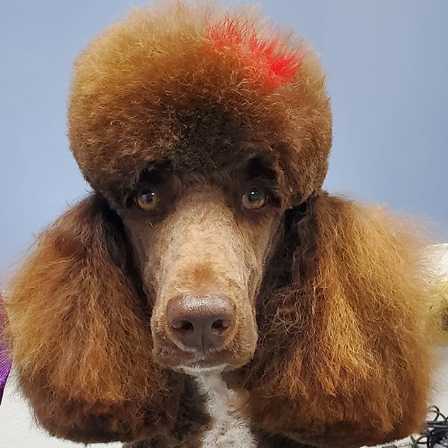 Brown dog with red hair accent, long fluffy ears