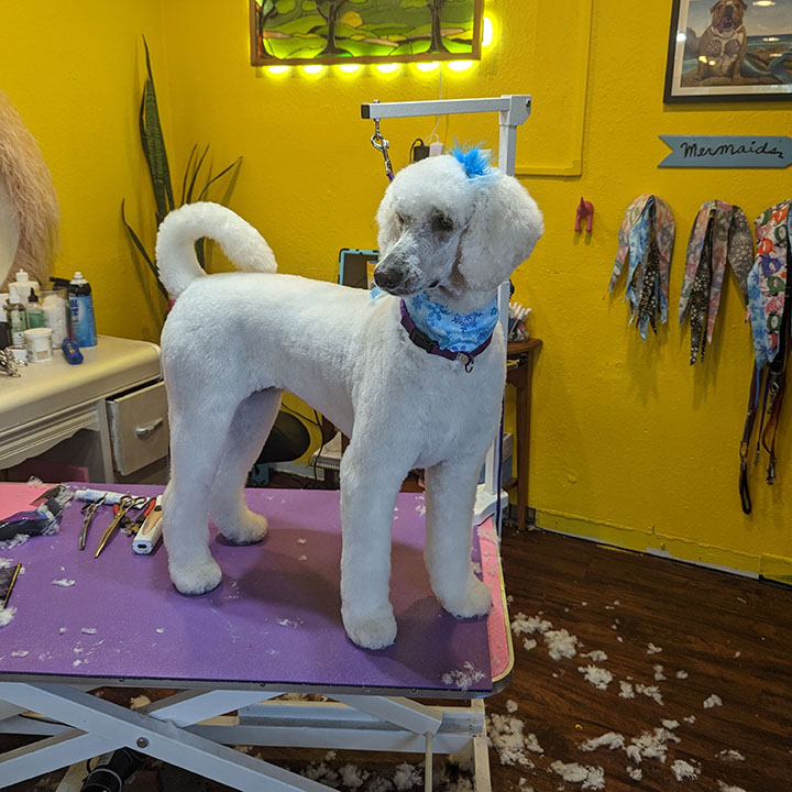 white dog blue hair in salon
