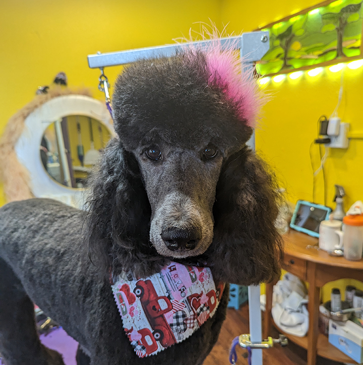 black poodle with pink hair