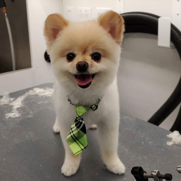 small dog with tie